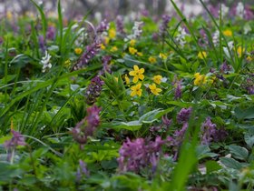 Bamberger Hain April 25