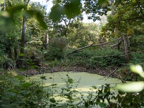 Kühkopf Wetterau 2025